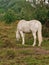 white horse nibbling green grass