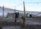A White Horse and the Nomadic Ger (Tent) in Winter, Central Mongolia