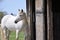 White Horse. Open Barn