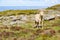 White horse over Burren mountains in Fanore