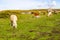 White horse over Burren mountains in Fanore