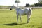 White horse on pasture