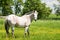 White horse in pasture