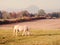 White horse on pasture, hills at horizon