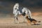 White horse play with german shepherd