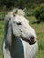 White horse portrait, Camargue, France