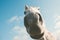 White horse portrait selfie funny pets