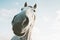 White horse portrait selfie funny pets close up