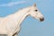 White horse portrait on the sky background