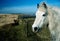 White horse portrait whit lighthouse