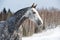 White horse portrait on the winter background