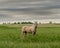 White Horse Poses for Photo on Cloudy Day