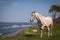 White horse posing near sea shore