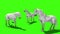 White horse prairie animals green screen 3D Rendering Animation