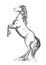 White horse rearing on hind hoof sketch portrait