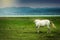 A white horse relaxing on the field
