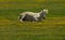 White horse relaxing laying