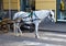 A white horse resting between buggy rides in Piazza Tasso, Sorrento, Italy