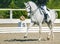 White horse and rider in uniform at dressage show competition.