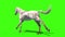 White horse run cycle animals back green screen 3D Rendering Animation