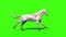 White horse run cycle animals side green screen 3D Rendering Animation