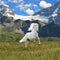 White horse run gallop