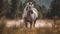 a white horse running through a field of tall grass and trees in the background with a blurry sky in the foreground and trees in