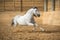 White horse runs gallop in the manege