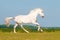 White horse runs gallop on the meadow