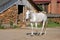 White horse on a rural yard