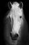 White horse\'s black and white art portrait