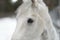 White horse\'s eyes