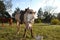 White Horse with Saddle Looking Straight On