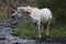 White horse shaking his mane.