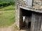 White horse in the shed