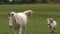White horse and Shetland pony walks towards camera in field