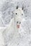 White horse shows tongue in snowy forest background