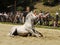 White Horse Sitting Dressage