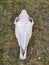 White horse skull on dried grass