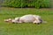 White horse sleeping on a grass in summer