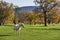 White horse slow walk toward viewer