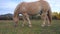 White horse is slowly grazing on meadow