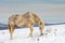 White horse in the snow