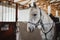 White horse in the stable. Equestrian sports training.