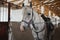 White horse in the stable. Equestrian sports training.