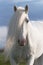 White horse stallion portrait