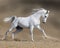 White horse stallion runs gallop in dust