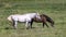 A white horse standing and a brown horse grazing in a pasture in Edwards, Colorado.