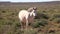 White horse standing in desert heat