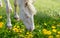 White Horse standing eating on meadow dandelions grass background